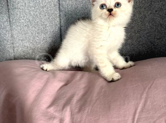 Safkan British Bebekler görsel
