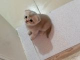 Scottish Fold Uzun Ve Kısa Tüylü Yavrularım