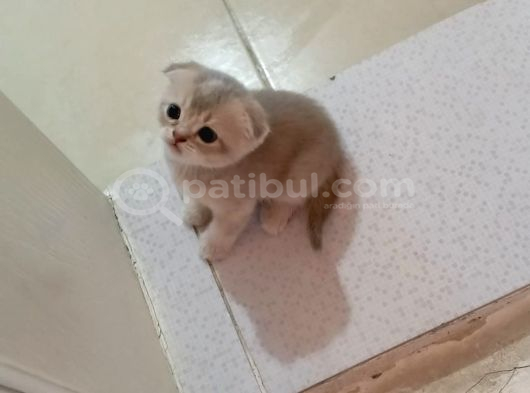 Scottish Fold Uzun Ve Kısa Tüylü Yavrularım görsel