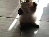 Izmir Kemalpaşa Schottish Fold Himalayan Türü Iki Erkek Kedi