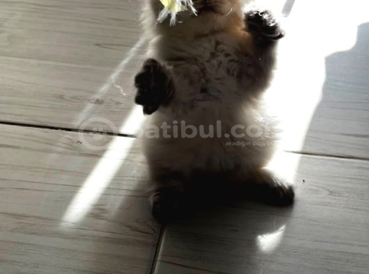 Izmir Kemalpaşa Schottish Fold Himalayan Türü Iki Erkek Kedi görsel