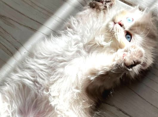 Izmir Kemalpaşa Schottish Fold Himalayan Türü Iki Erkek Kedi görsel