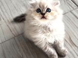 Izmir Kemalpaşa Schottish Fold Himalayan Türü Iki Erkek Kedi