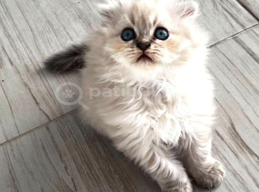 Izmir Kemalpaşa Schottish Fold Himalayan Türü Iki Erkek Kedi görsel