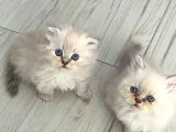 Izmir Kemalpaşa Schottish Fold Himalayan Türü Iki Erkek Kedi