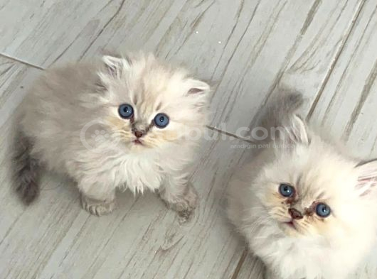 Izmir Kemalpaşa Schottish Fold Himalayan Türü Iki Erkek Kedi görsel