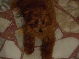 Dişi Maltipoo-5 Aylık -Çipli- Tüm Aşıları Tam