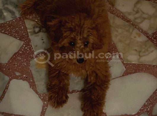 Dişi Maltipoo-5 Aylık -Çipli- Tüm Aşıları Tam görsel