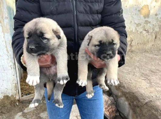 81 Ile Gün Içinde Gönderim Yaparım görsel