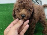 Kore Poodle 4 Ay 3 Karma Aşılı Kilo Garantili