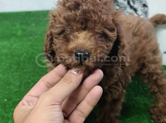 Kore Poodle 4 Ay 3 Karma Aşılı Kilo Garantili