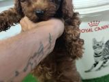 Kore Poodle 4 Ay 3 Karma Aşılı Kilo Garantili