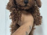 Kore Poodle 4 Ay 3 Karma Aşılı Kilo Garantili
