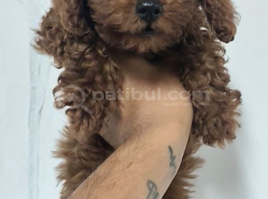 Kore Poodle 4 Ay 3 Karma Aşılı Kilo Garantili görsel