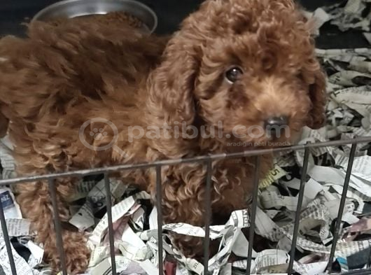 Kore Poodle 4 Ay 3 Karma Aşılı Kilo Garantili görsel