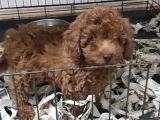 Kore Poodle 4 Ay 3 Karma Aşılı Kilo Garantili