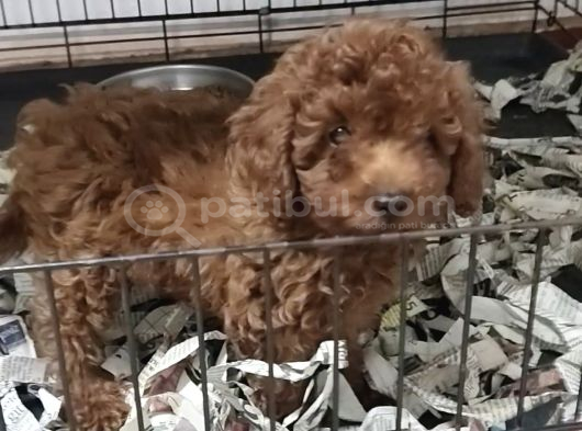 Kore Poodle 4 Ay 3 Karma Aşılı Kilo Garantili görsel
