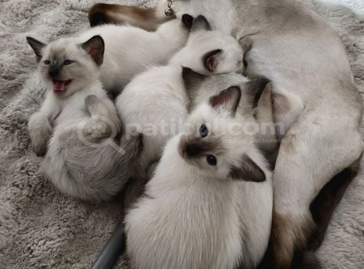 3 Aylık safkan Dişi siyam Antalya