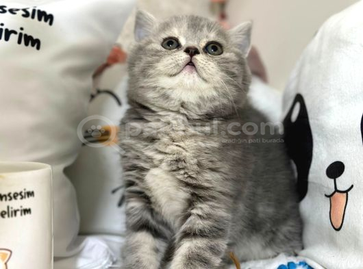Safkan Silver Tabyy Yavrumuz görsel