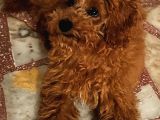 Dişi Maltipoo-5 Aylık -Çipli- Tüm Aşıları Tam