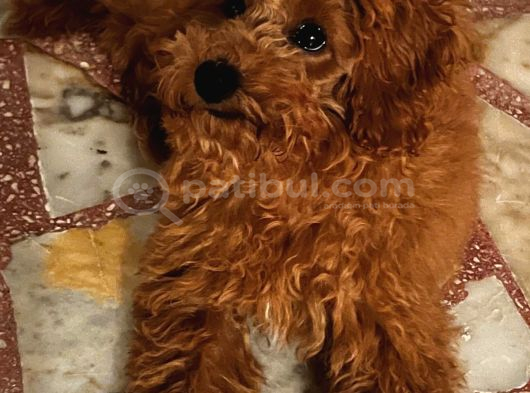Dişi Maltipoo-5 Aylık -Çipli- Tüm Aşıları Tam görsel