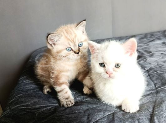Teslime Hazır Minnoşlarım görsel