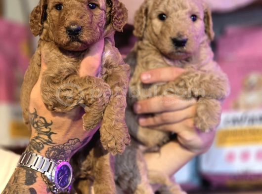 Dev Poodle Yavrular görsel