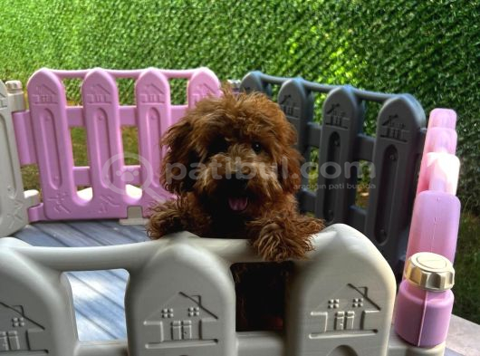 Dişi Maltipoo-5 Aylık -Çipli- Tüm Aşıları Tam görsel