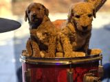 Dev Poodle Yavrular