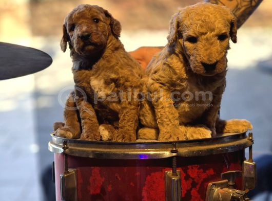 Dev Poodle Yavrular görsel