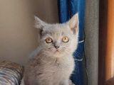 Uygun Veri̇cem Orji̇nal Bri̇ti̇sh