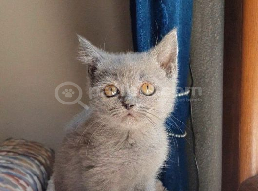 Uygun Veri̇cem Orji̇nal Bri̇ti̇sh görsel