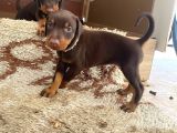 Doberman yavruları