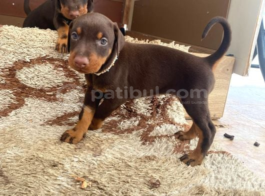 Doberman Yavruları
