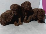 Toypoddle Bebekler