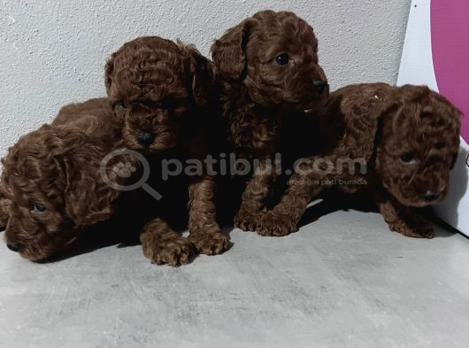 Toypoddle Bebekler