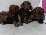 Toypoddle Bebekler
