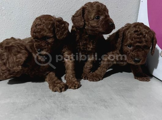 Toypoddle Bebekler görsel