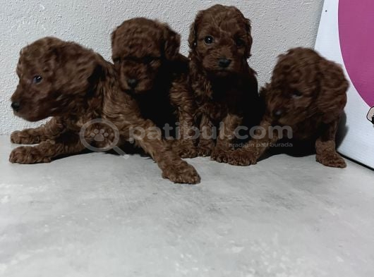 Toypoddle Bebekler görsel
