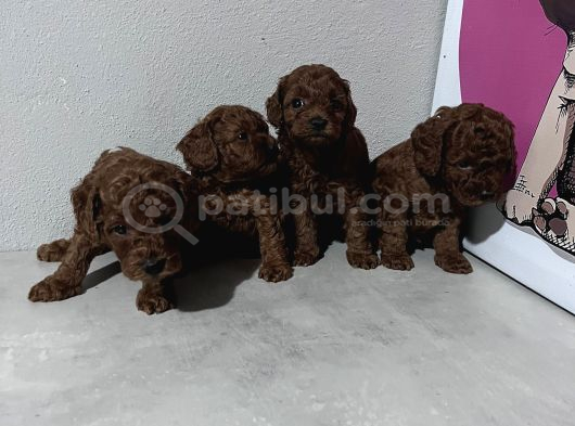 Toypoddle Bebekler görsel
