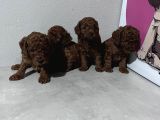 Toypoddle Bebekler
