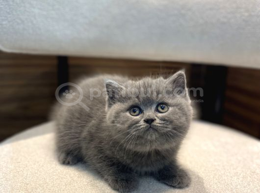 Show Blue British Ayı Surat Yavrumuz görsel