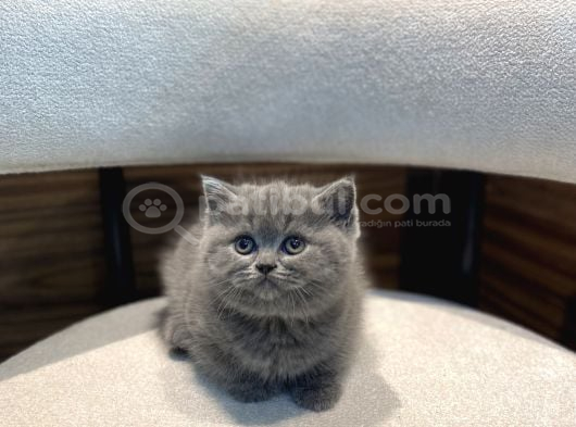 Show Blue British Ayı Surat Yavrumuz görsel