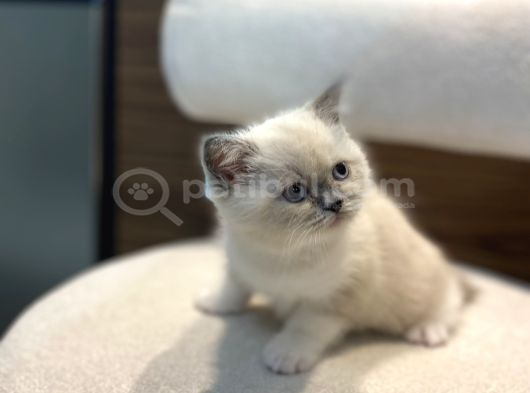 Harika Güzellikte Show Bicolor Erkek görsel