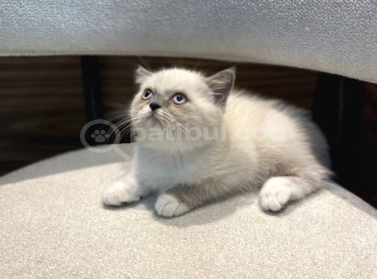 Harika Güzellikte Bicolor Erkek görsel