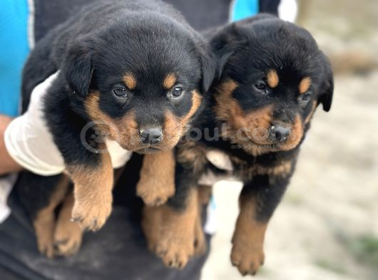 Rottweiler Yavrulari Yeni̇ Ai̇leleri̇ni̇ Bekli̇yor görsel