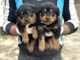 Rottweiler Yavrulari Yeni̇ Ai̇leleri̇ni̇ Bekli̇yor