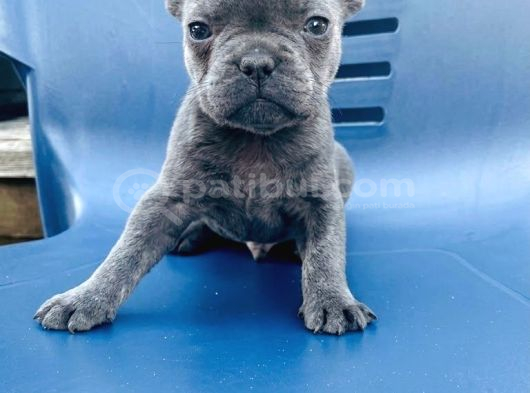 Safkan Egzotik Blue French Bulldog Bebekler görsel