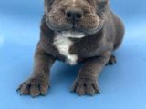 Safkan Egzotik Blue French Bulldog Bebekler