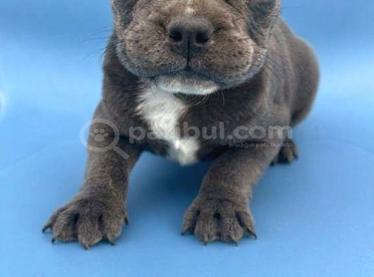 Safkan Egzotik Blue French Bulldog Bebekler görsel